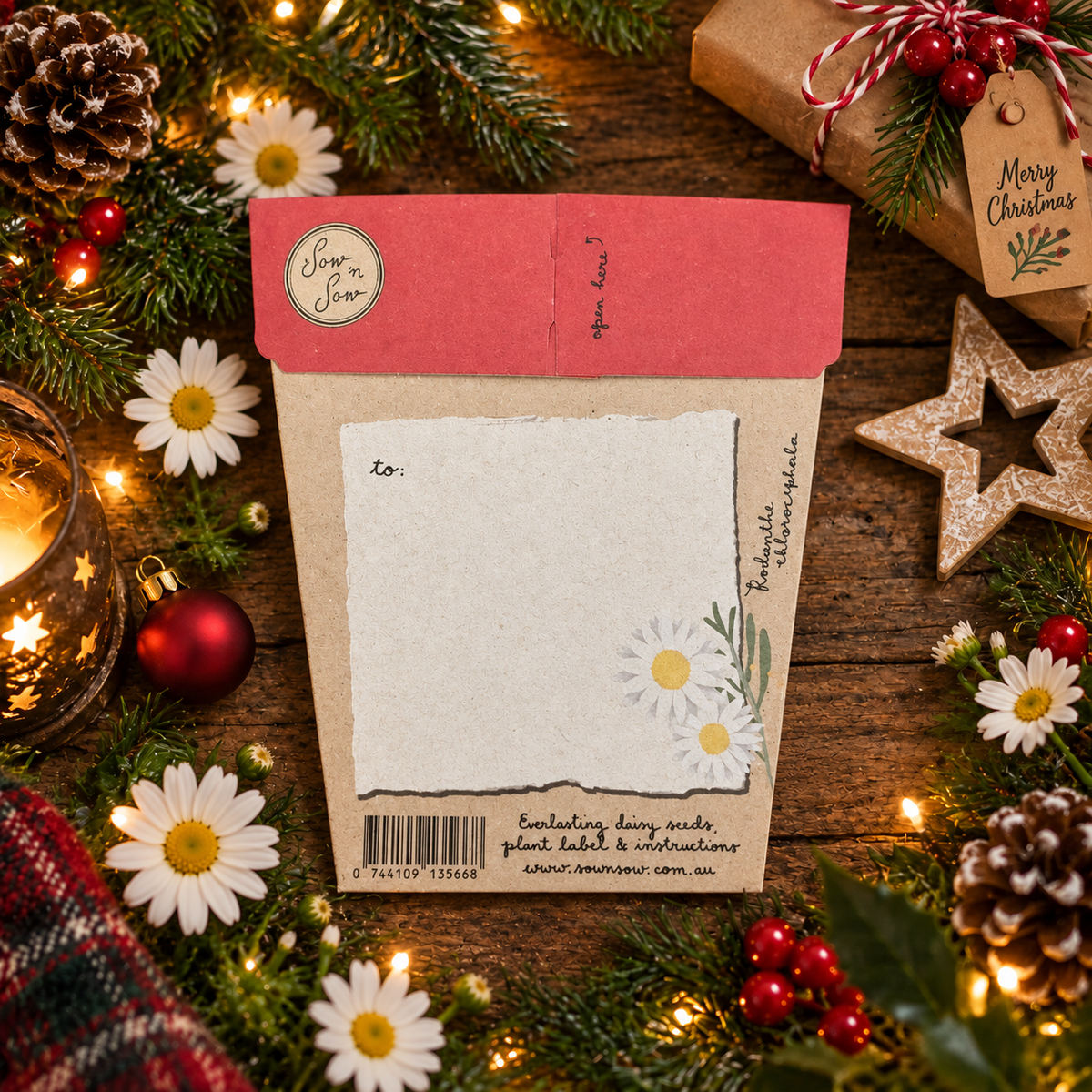 Sow 'n Sow Gift of Seeds Christmas Greetings - Everlasting Daises